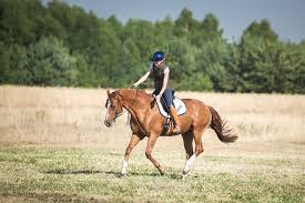 How To Sit The Canter Using Your Seat - Youtube