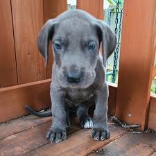 They charge a higher price due to the extreme emphasis placed on the. Blue Great Dane Puppies For Sale 1 Great Dane Puppies