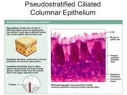 Pseudostratified Ciliated Columnar Epithelium Tissue Biology Integumentary System Medical Terms