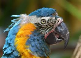 Tropical rainforests are ecosystems of rich biodiversity located near the equator, with densely growing plants and trees competing for light, nutrients and water. 50 Endangered Species That Only Live In The Amazon Rainforest Stacker