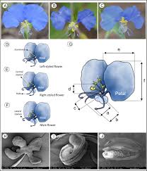 Image result for Aneilema lanceolatum