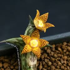 Image result for Orbea schweinfurthii