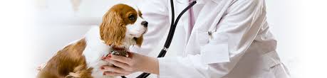 If your pet has not had vaccinations in at least a year, then we recommend our full annual package ($75 for dogs, or $40 for cats). Oregon Mobile Veterinary Services Veterinarian In Sublimity Or Us Vaccine Clinic Oregon Mobile Veterinary Services Veterinarian In Sublimity Or Us