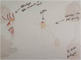 Image result for Caloncoba crepiniana