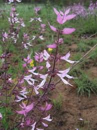 Image result for Syncolostemon elliottii