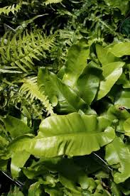 Image result for Asplenium uhligii
