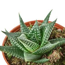 Image result for Haworthia limifolia