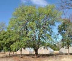 Image result for Pericopsis