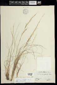 Image result for Aristida diminuta