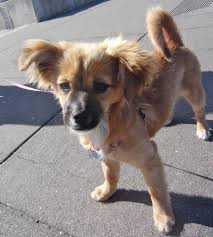 The pomeranian was created as a friend hound and started in the territory of pomerania for which they were named. Dog Of The Day Zoey The Pom Chihuahua Dachshund Mix Puppy The Dogs Of San Francisco