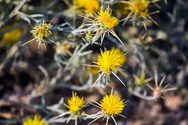 We did not find results for: Yellow Starthistle