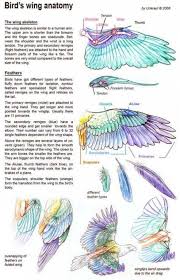 Birds Of A Feather 2019 Characters Bird Anatomy Inspiration 44 Ideas For 2019 Wings Art Wings Drawing Bird Drawings