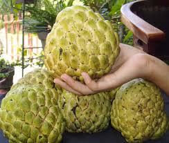 Pin On Fruit