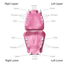 Dental Disease Elwood Vet