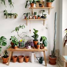 We did not find results for: Beautiful House Plants That Are Actually Purple Apartment Therapy