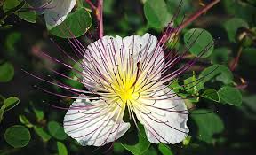 Kapari Cicegi Kapari Ciceginin Faydalari Kapari Cicegi Nasil Yenir Saglik Haberleri