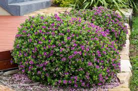 Polygala fruticosa in the germplasm resources information network (grin). Polygala Little Bibi This Little Beauty Is A Dwarf Compact Variety Which Is Suited To Most Conditions Front Yard Landscaping Design Plants Flower Pots Outdoor