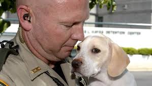 Looking after Jake: Dog in safe hands until he can be reunited with girl