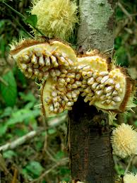 Image result for Achariaceae