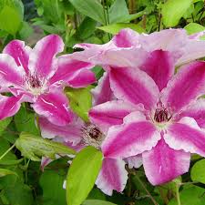 We did not find results for: Clematis Dr Ruppel Ist Eine Der Robustesten Zweifarbigen Clematis Sorten Native Plants