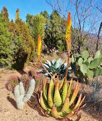 Image result for Aloe aculeata × ortholopha