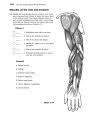 8 a p chapter 8 special. The Muscular System