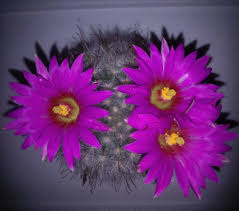 British cactus & succulent society: The Central Coast Cactus And Succulent Club Inc Australia Home Facebook