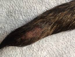 Taken her off any chicken flavored/based products. Dog Ends A New Treatment For Tail Tip Injuries Vetruus