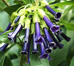 Iochroma australe (formerly acnistus australis) is not listed in the detailed volumes of the royal horticultural society dictionary of gardening, my usual source for plant descriptions.when i enquired why, i obtained the following reply. Iochroma Cyaneum Potted Rarities