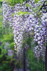 Pin By Cindy Wagner On Plants Tree With Yellow Flowers Flower Art Painting Wisteria