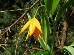 Image result for Littonia modesta