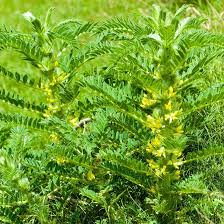 Image result for Astragalus atropilosulus