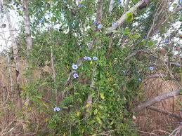 Image result for Bonamia spectabilis