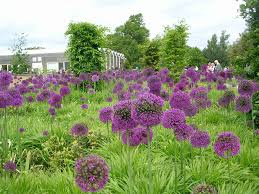 As the name suggests, allium plants are members of the allium family, which includes such plants as garlic, onions, leeks, and chives. How To Grow Alliums Planting Allium Bulbs Growing Alliums