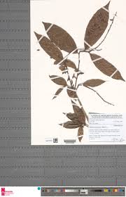 Image result for Antidesma vogelianum