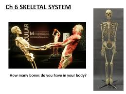 Osseous stracture human body / skeletal system parts structure functions bones videos examples : Ch 6 Skeletal System How Many Bones Do You Have In Your Body