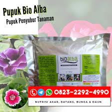 Saking banyaknya, mungkin hanya segelintir orang yang pernah melihat semua gambar rumah adat baik secara langsung maupun tidak. Pupuk Organik Untuk Aglaonema Pupuk Aglaonema Merah Kerinci Toko Pertanian Organik Online Distributor Pupuk Organik