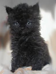 She decided to name the kitten miss depesto after a curly haired character on moonlighting played by allyce beasley. Cats And Kittens Auf Twitter I Love The Curly Coat Of A Selkirk Cat
