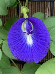 Image result for Clitoria ternatea