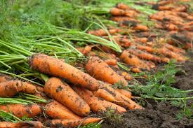 Planting your carrots 1 begin to sow the carrot seeds three weeks before the last spring frost. How Do You Know When Carrots Are Ready To Harvest Hgtv