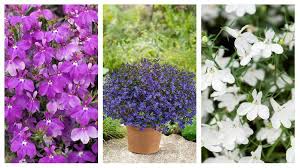 Image result for foto Lobelka