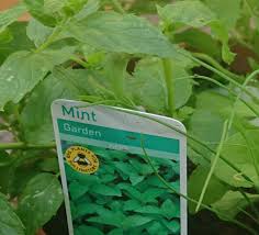 Get your garden ready with our innovative garden supplies! How To Revive A Dying Mint Plant Gardener Report