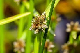 Image result for Schoenoplectiella mucronata