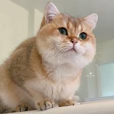 Anak kucing lucu, iseng ganggu emaknya sedang santai. Bsh Britishshorthair Goldenbritishshorthair Catsofinstagram Cats Of Instagram Weeklyfluff Thedodo Meowed Cute Anak Kucing Lucu Kucing Lucu Anak Kucing