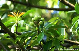 Image result for Pentadesma