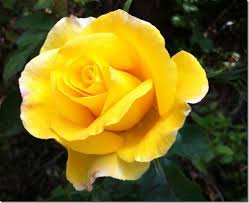 Pin On I Love Roses