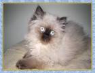 Himalayan Kitten Pictures - Traditional DollFace Himalayans