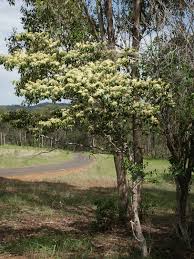 Image result for Psydrax