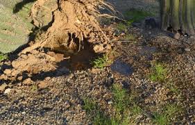 On the off chance that you purchased a pruned desert flora, consider leaving it inside or on your yard prior to planting it. How To Remove A Fallen 16 Cactus From Your Back Yard Az Diy Guy