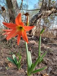 Image result for Hippeastrum puniceum